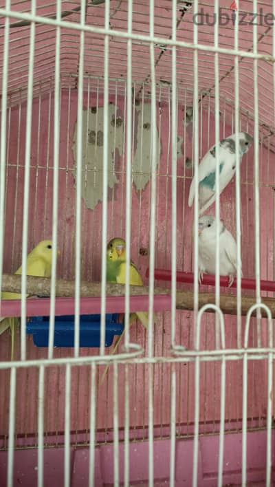 عصافير شباب استرالي للبيع
