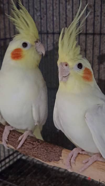 طيور زينة