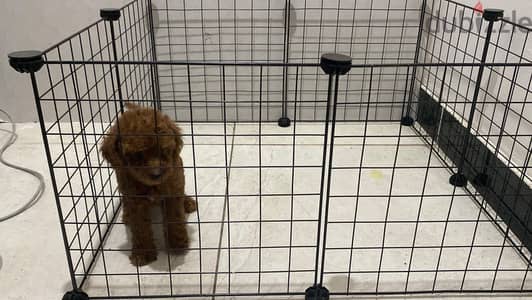  Toy Poodle Puppies