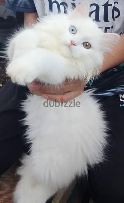قط شيرازي بيور