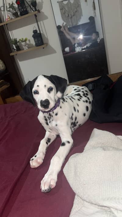Female Dalmatian puppy