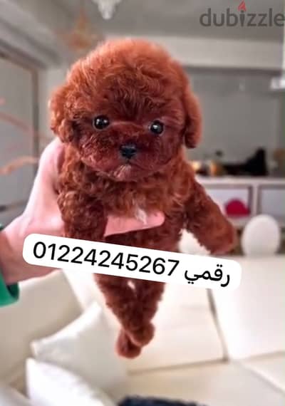 Tea cup poodle