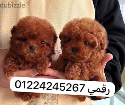 Tea cup poodle puppy 45 days