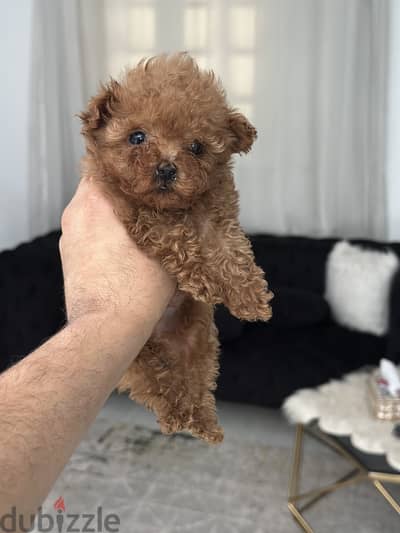 Teacup poodle puppy toypoodle بودل توي بودل