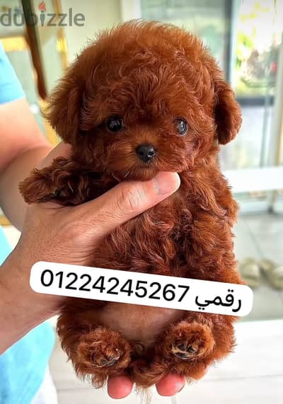 Teacup poodle _ teacup
