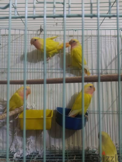 3 شباب روز أوبلاين ريد