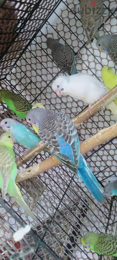 محموعة عصافير بادجي ذكور واناث
