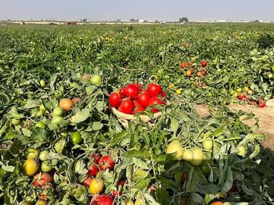 مزرعه 40 فدان ارض زراعيه للبيع تصلح لجميع المحاصيل بتروي من مشروع ناصر ميه بحاري العميد الحمام مطروح