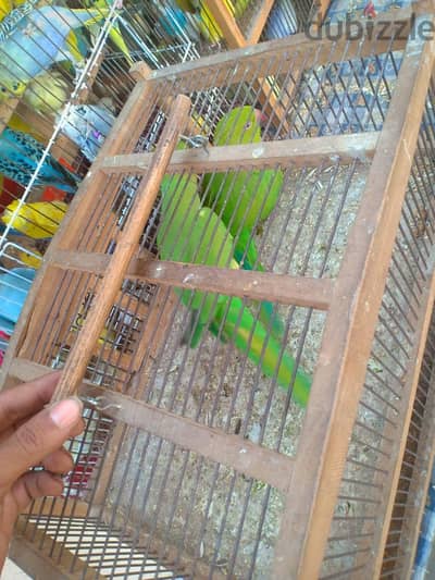مطلوب قص دره هندي شغال