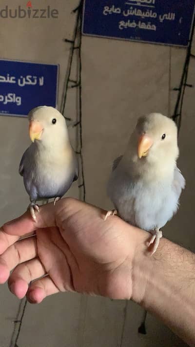 طيور روز للبيع الايفين