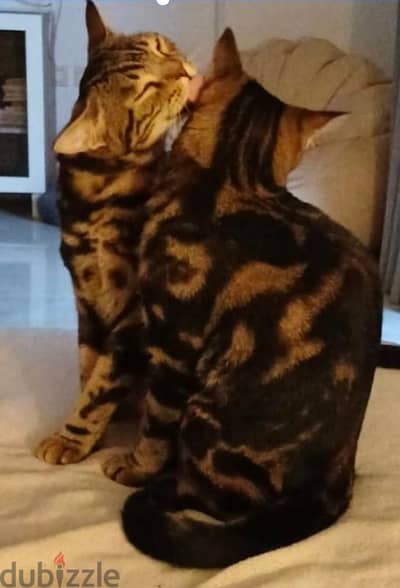 male and female bengal cats