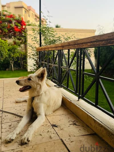 Max white German shepherd