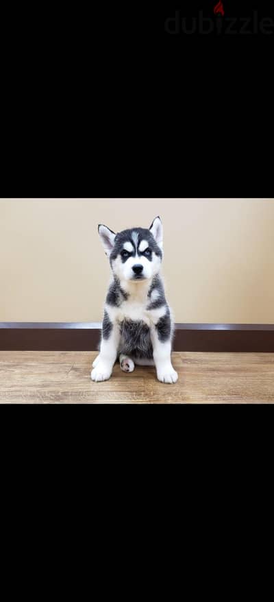 Siberian husky female
