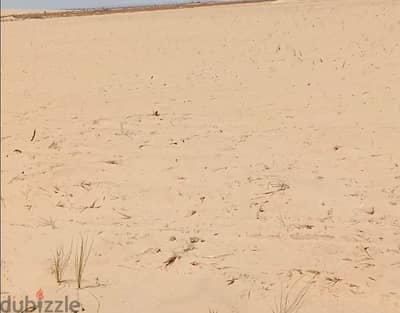 اراضي زراعيه للبيع في واحة سيوة
