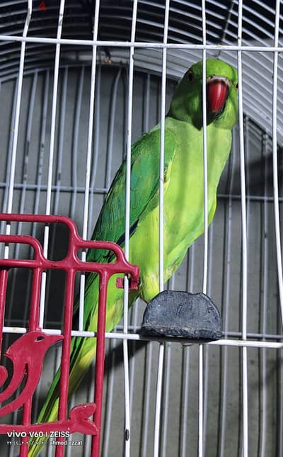 نتايه دره هندى