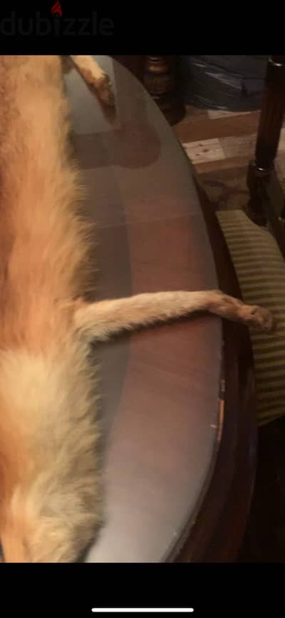 فراء ثعلب طبيعي