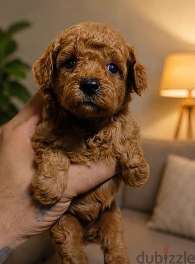 Poodle puppies