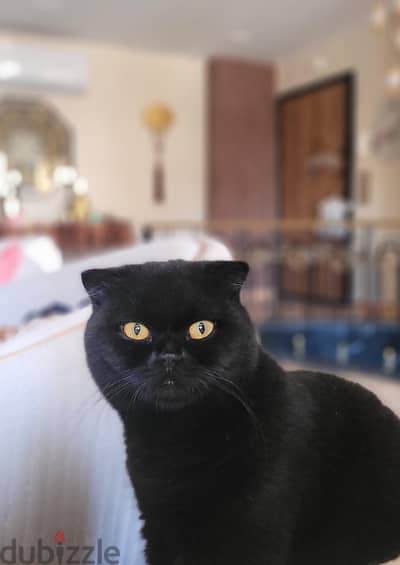 Dark Scottish Fold Gentleman