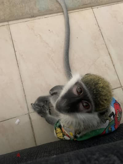 Monkey for sale