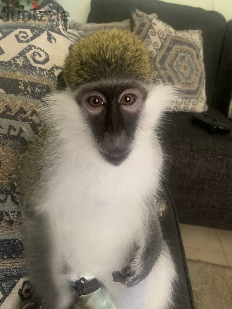 Monkey for sale 1
