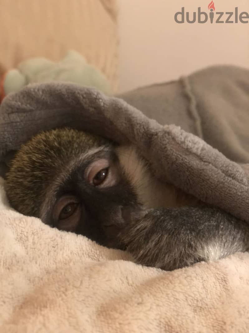 Monkey for sale 2
