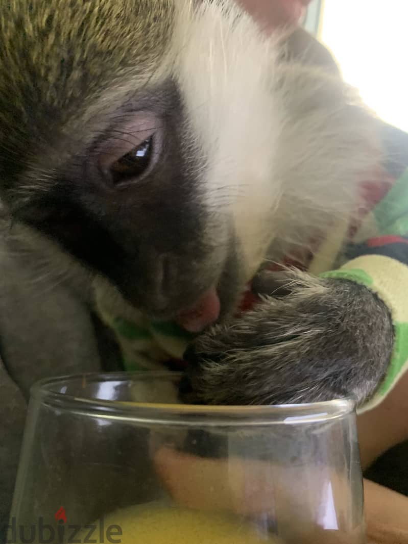 Monkey for sale 3