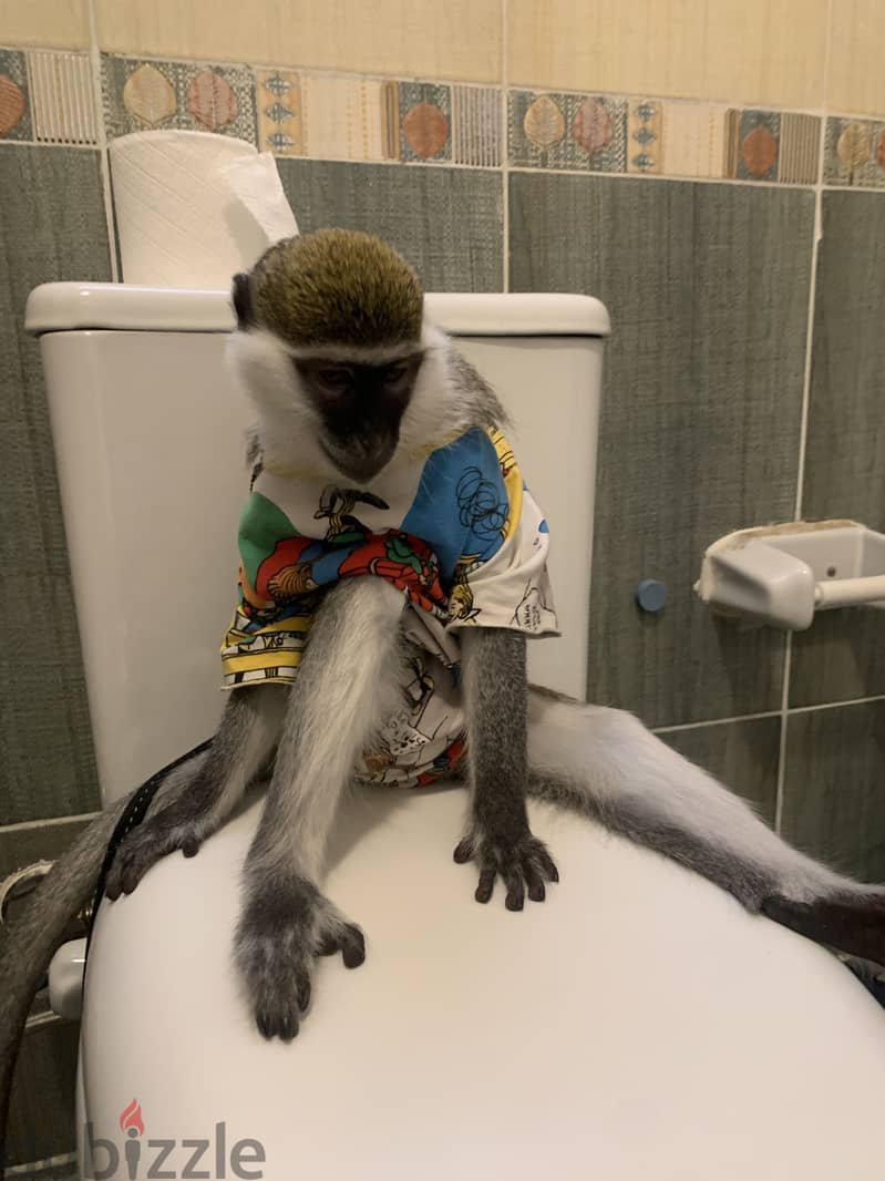 Monkey for sale 4