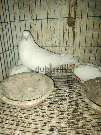 لاحم فرنسي