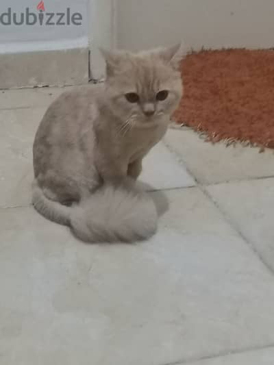 العبور الجديده