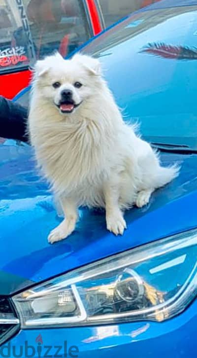. . . . .