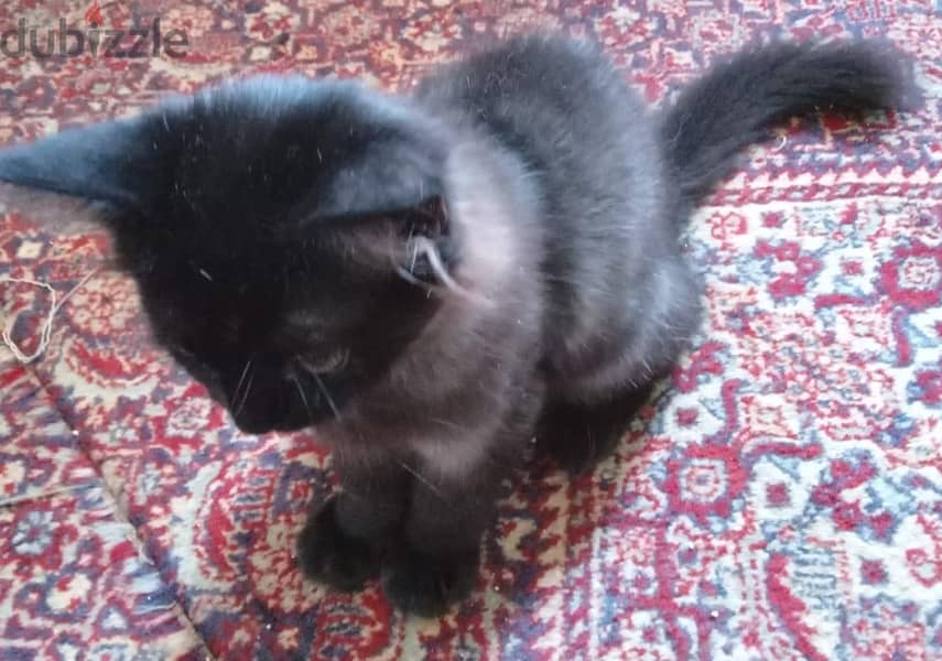 Persian Kittens 1