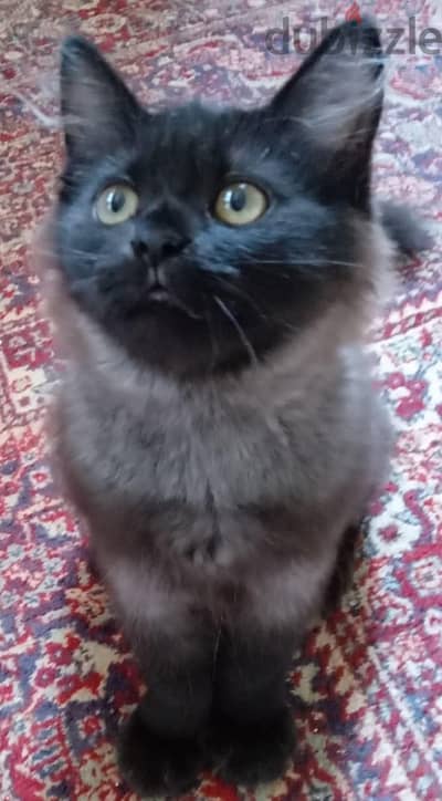 Persian Kittens