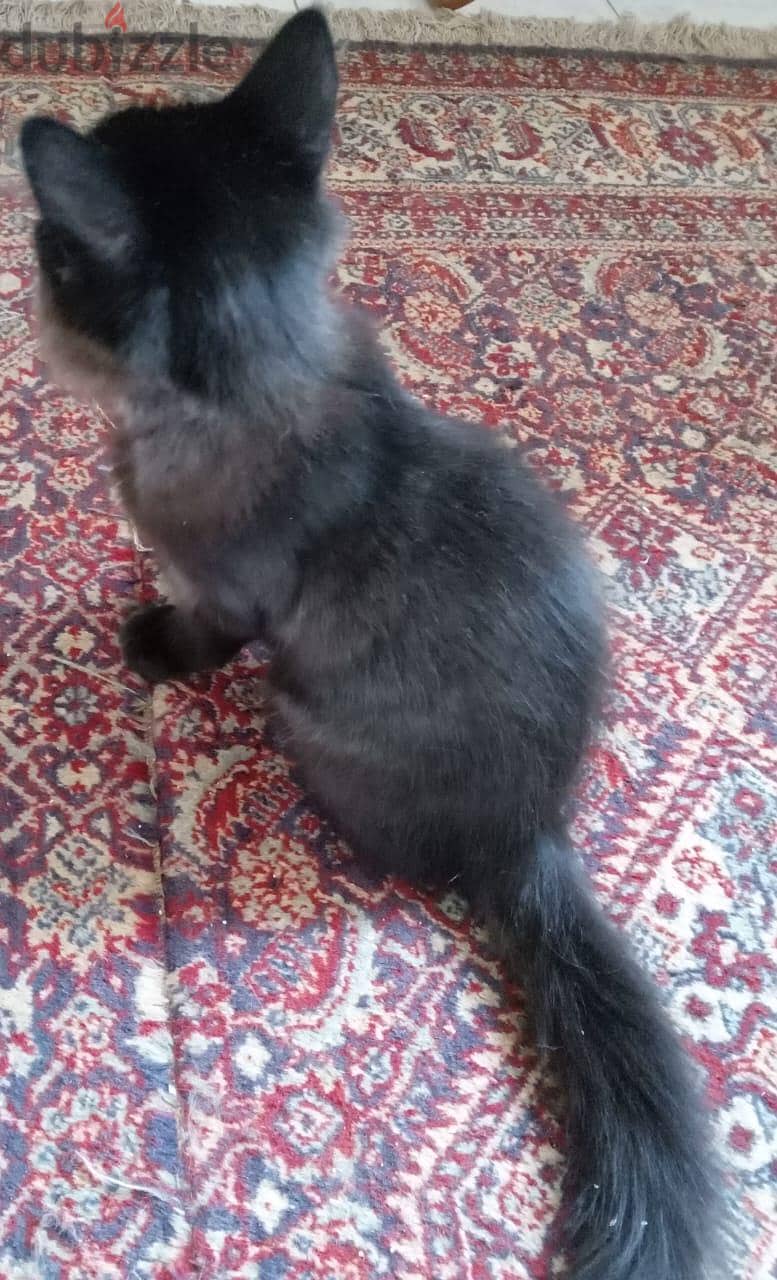 Persian Kittens 2