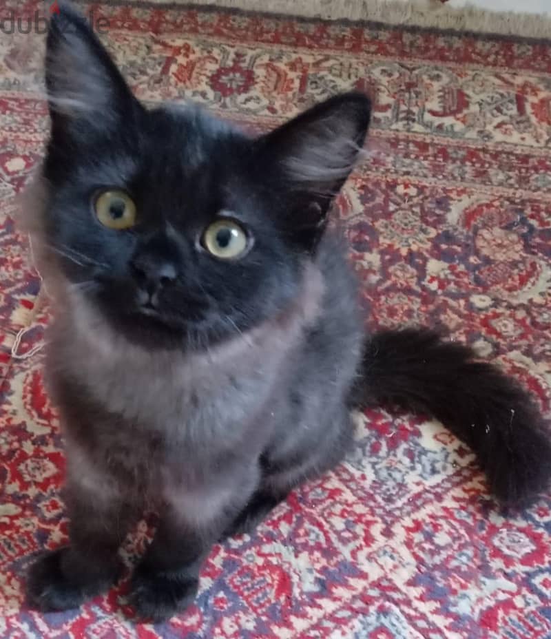 Persian Kittens 4