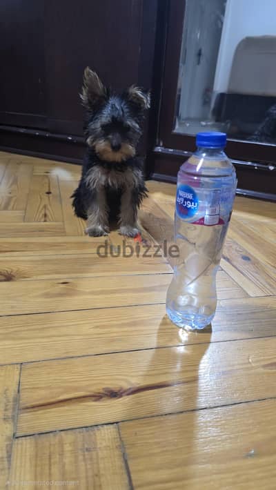 كلب يوركشاير لعبي وكيوت Yorkshire Terrier puppy