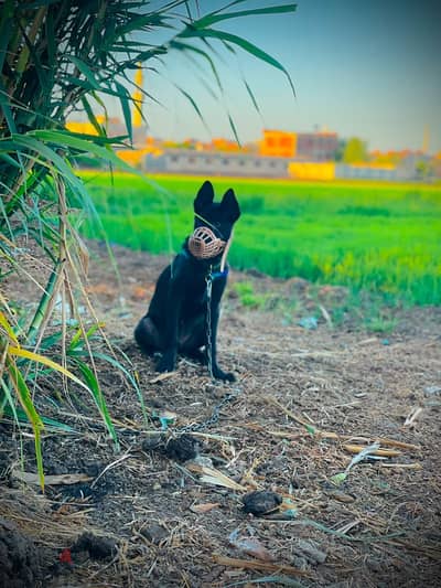 دكر مالينو دارك