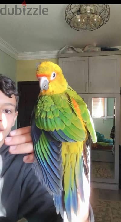 صن كنيور