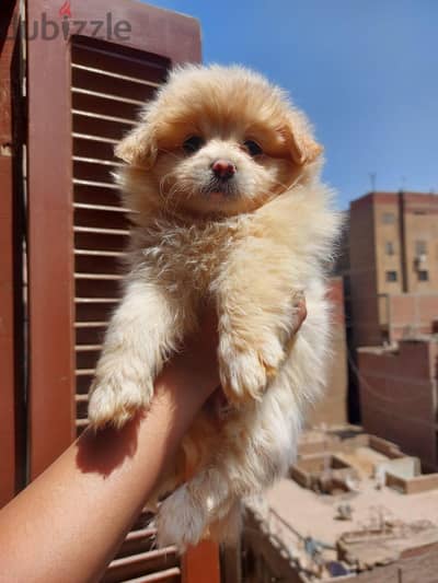puppies