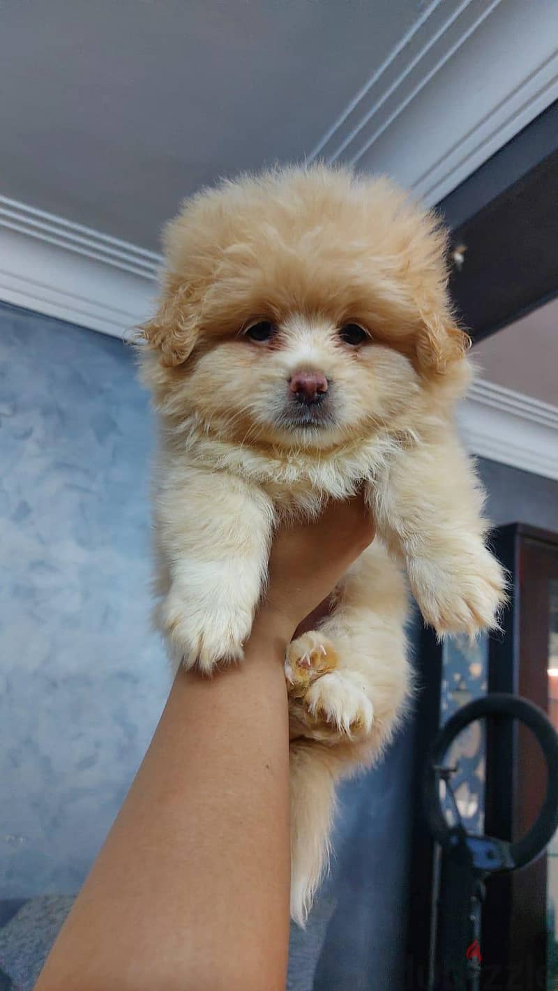 puppies 1
