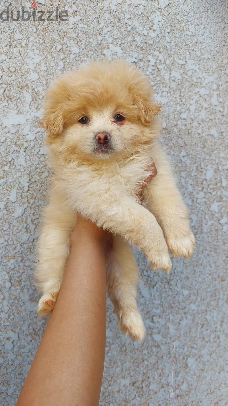 puppies 2