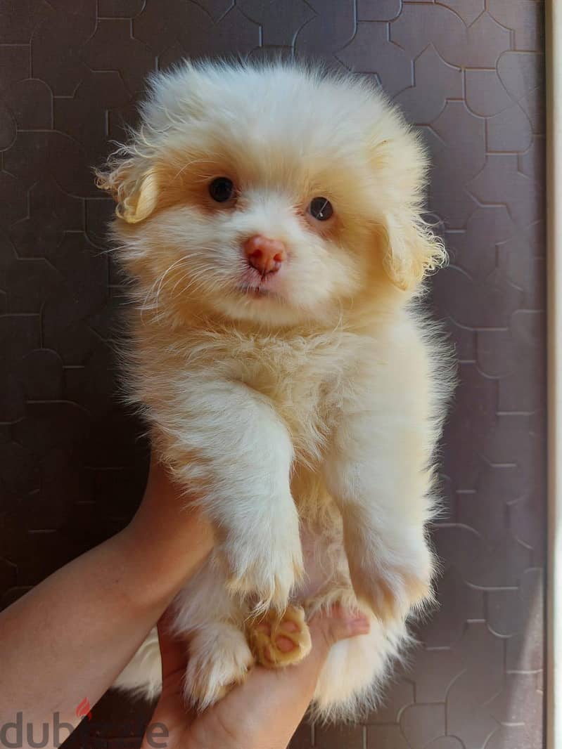 puppies 3