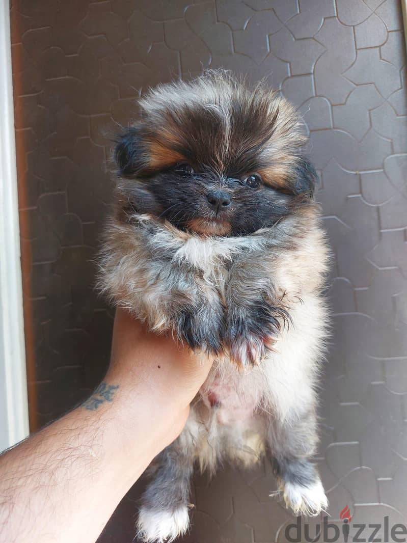 puppies 4