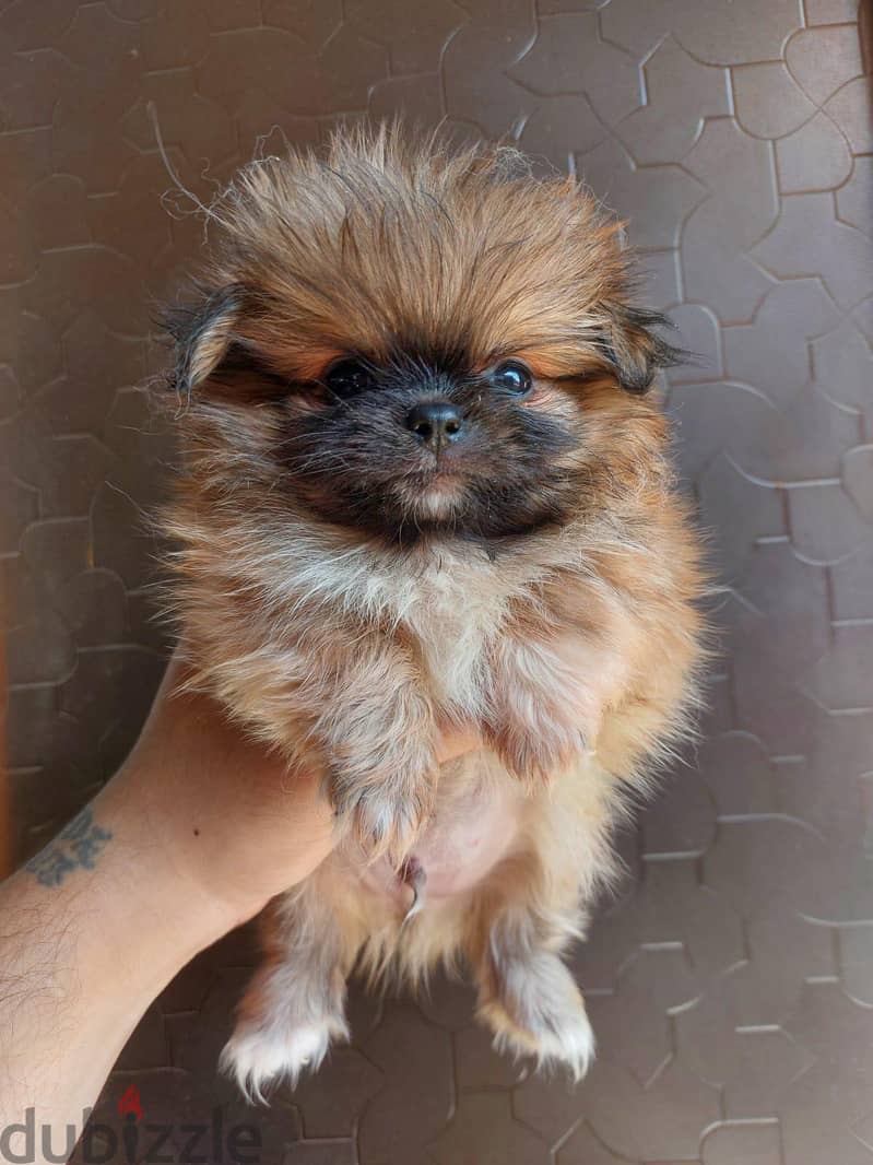 puppies 5