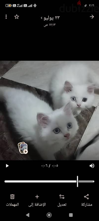 قطط شيراز بيور