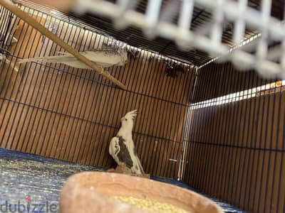 جوز مصبعات فرنساوي اول شغل