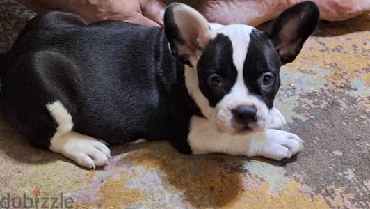 American bully pocket for sale