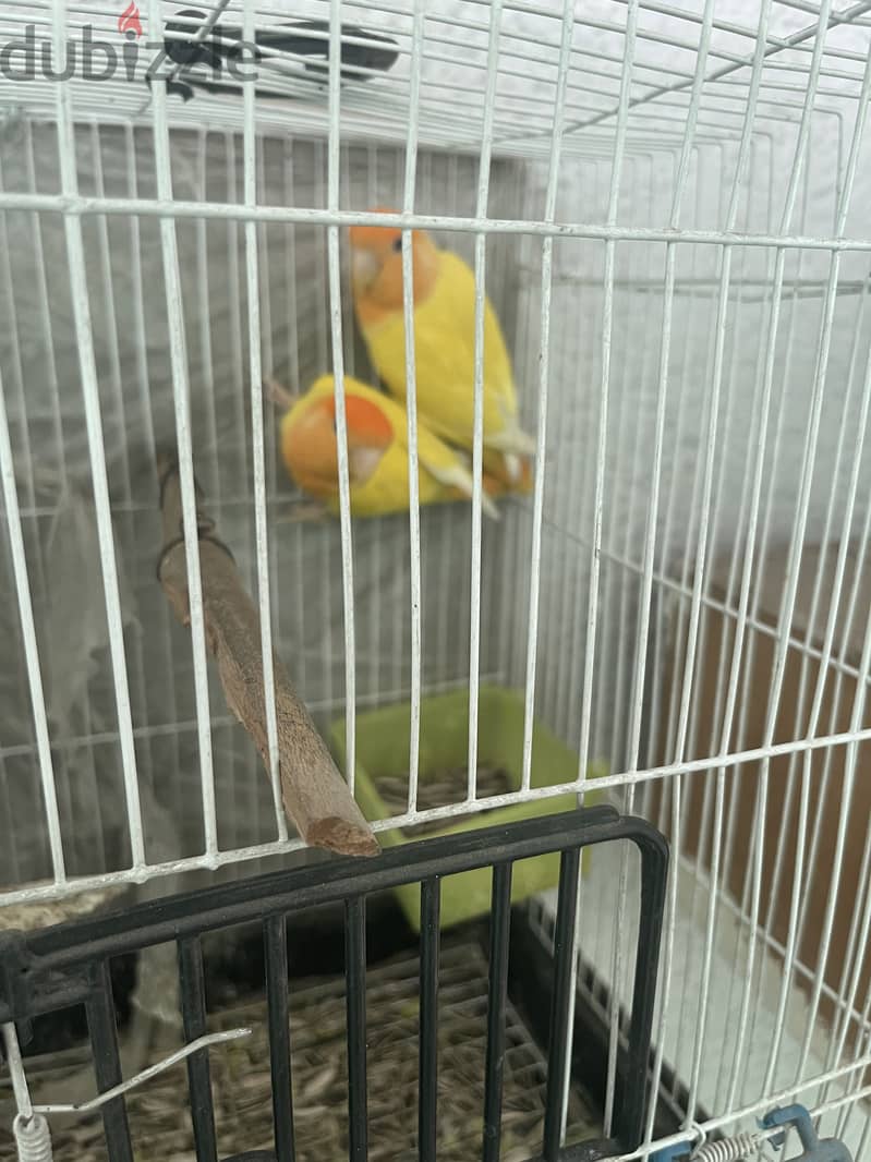 Tango 2