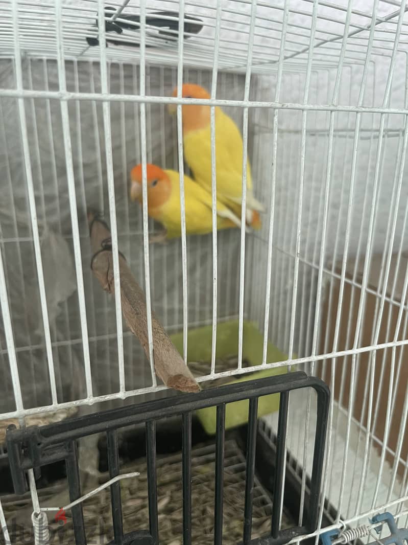 Tango 3