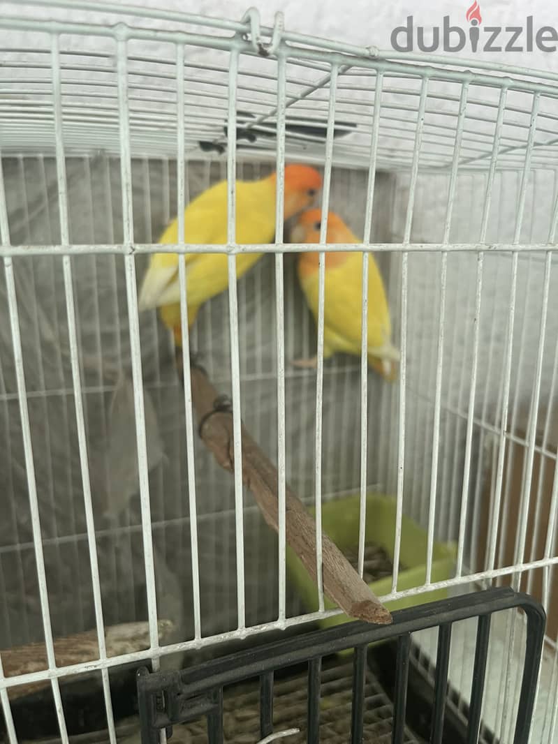 Tango 5