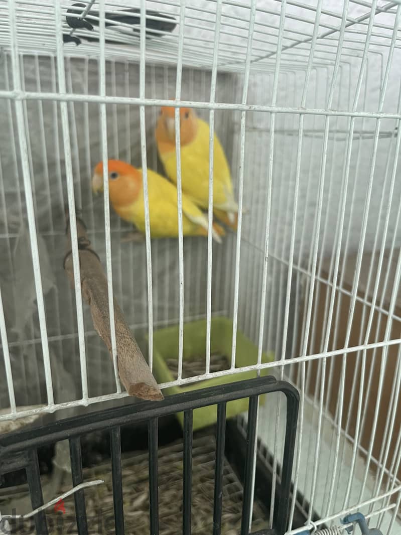 Tango 6